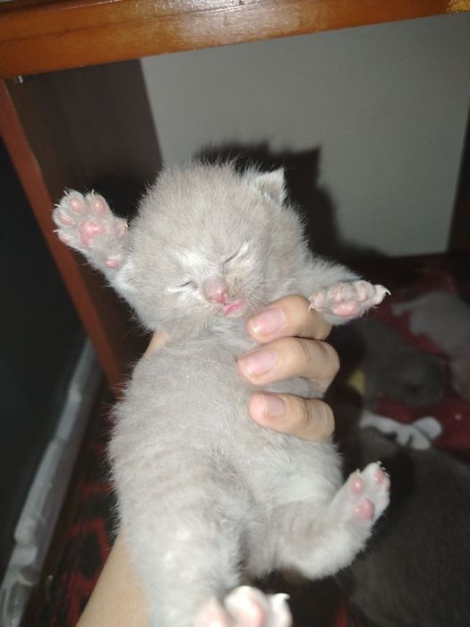 British mushukchalar sotiladi 
Sog‘l