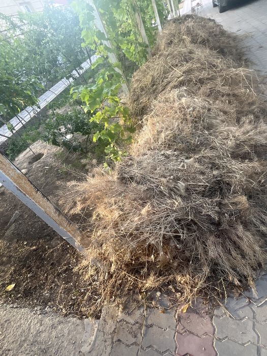 Малга шөп  бар алып кетсеңдер болады