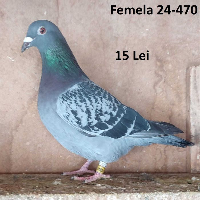 Porumbei voiajori de vanzare