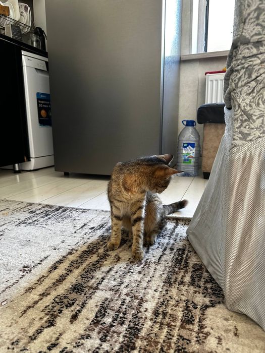 Кошка отдаем даром