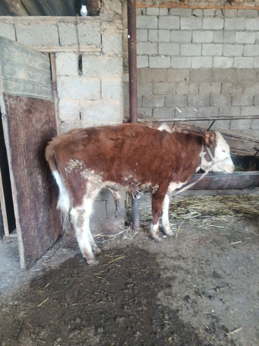 Еркек буқа сатылады