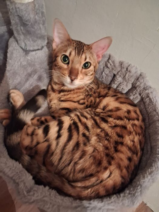 Прадаеотся кошка