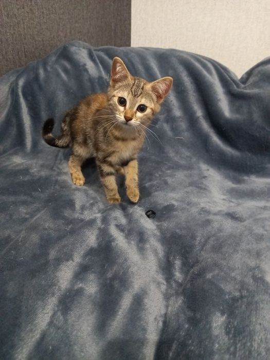 Котята Бесплатно
