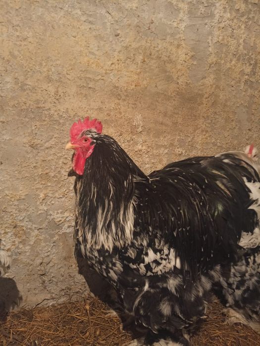 Кохинхин мраморный петух