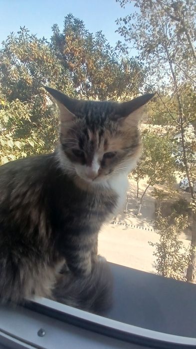 Kiz bola mushiklar tarkatiladi