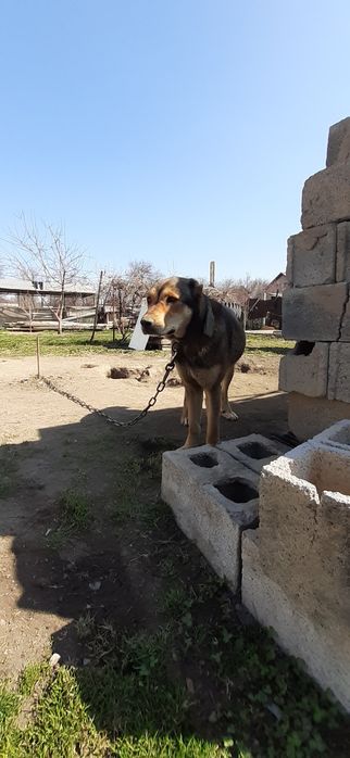 Продам щенок САО