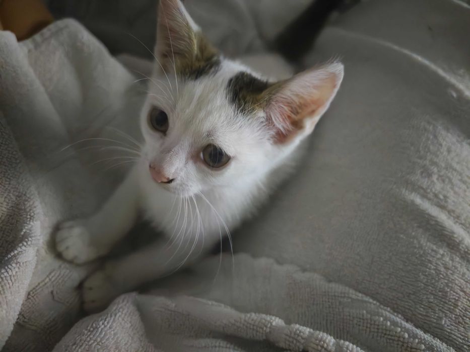 Adopție pisici 2 luni