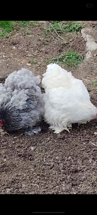 Cochinchina uriaș 2 gaini