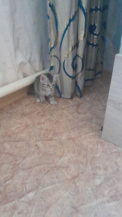 Отдам котят в хорошие рукт