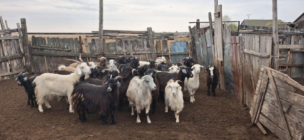 Продам оптом коз.