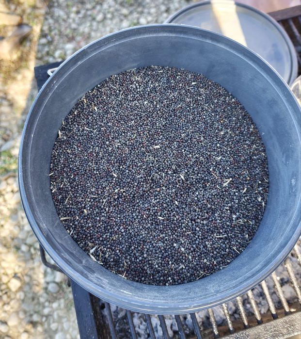 Semințe Varză Românească Tradițională (Producție Proprie) - 14 kg  disponibile -  Vând la kilogram / lingură - Negociabil