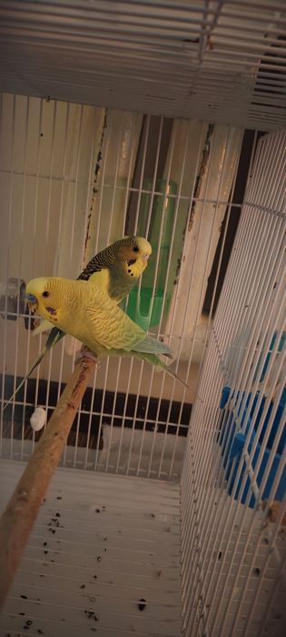 Пара сотилади 150минг