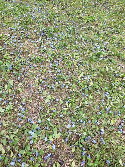 Prune pentru țuica/vinars