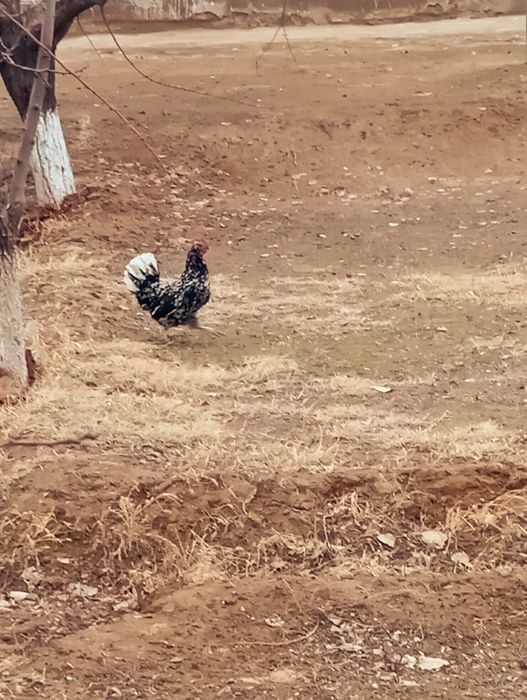 Японский сатылады