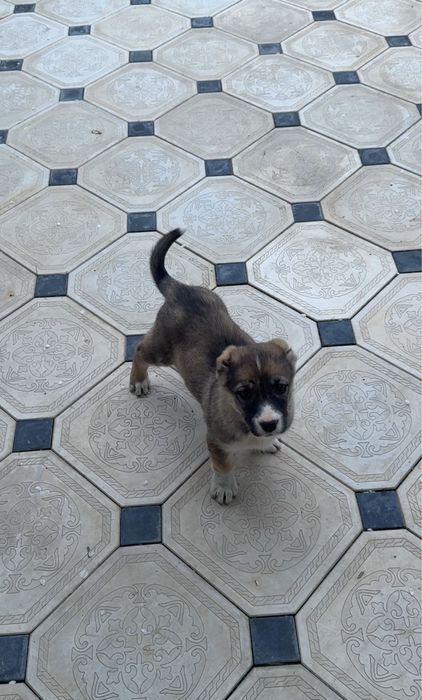 Кушык сатылады Ургашы 1 айлык калада тур багасы 15 мын