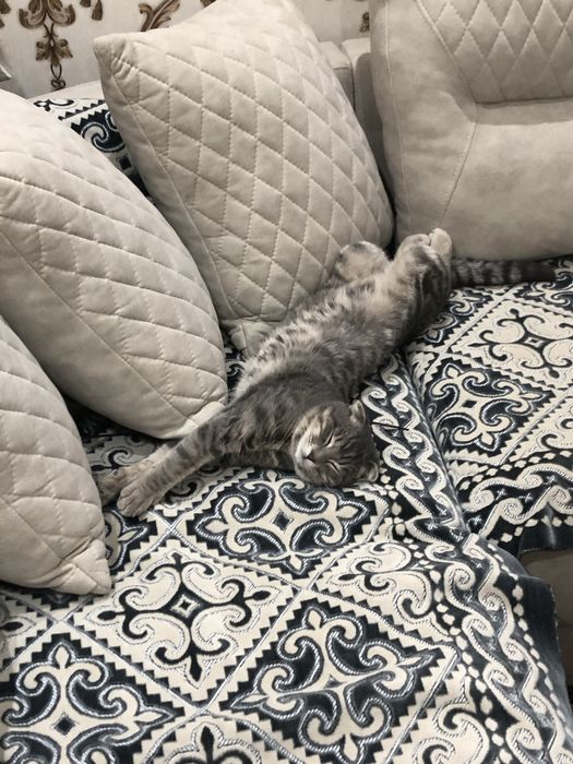 SKTISH FOLD 1 yarm oy