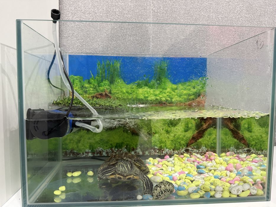 Красноухая черепаха