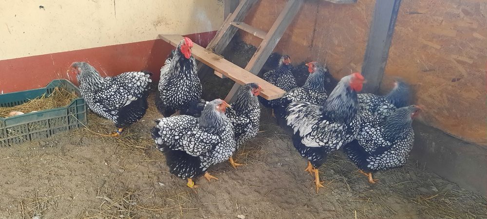 Vand pasari,puișori și ouă de incubat