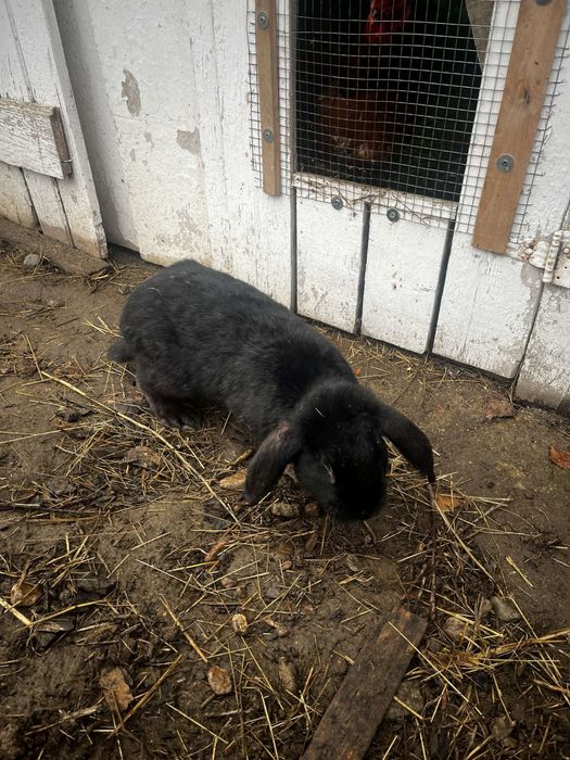 Iepuri berbec german