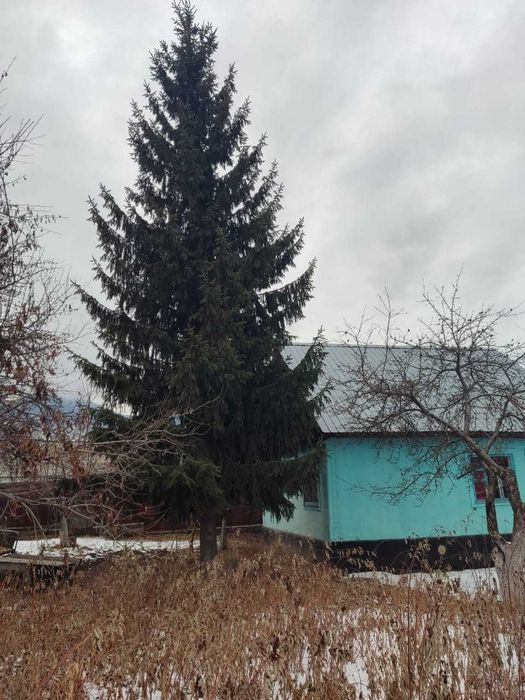 Продадим ели 5 м, 6 м, 8 м