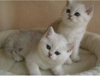 Продаётся британские котята