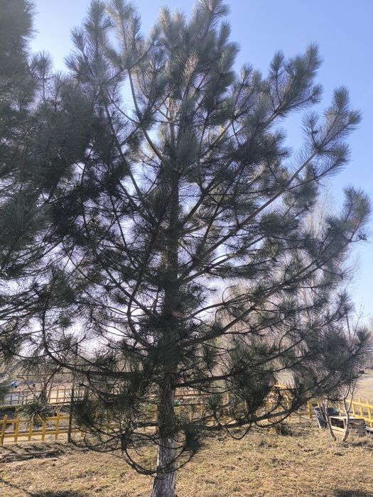 Продам красивую крымскую сосну
