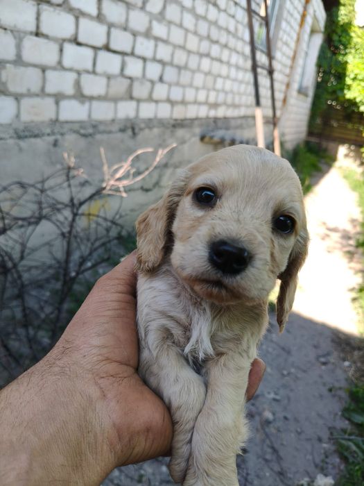 Спиниель щенки продам