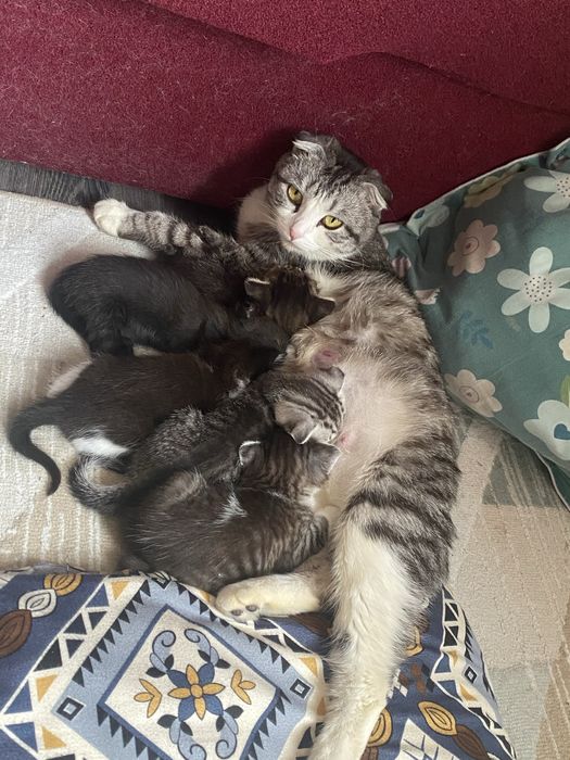 Кошка шотладский