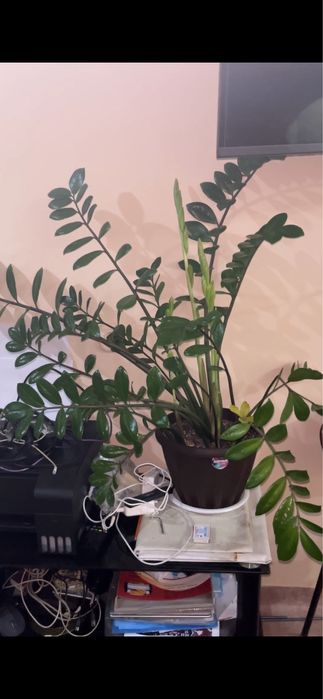 Продам цветы долларовые