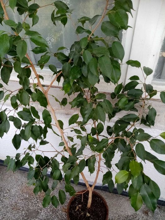 Саксии с бенджамини