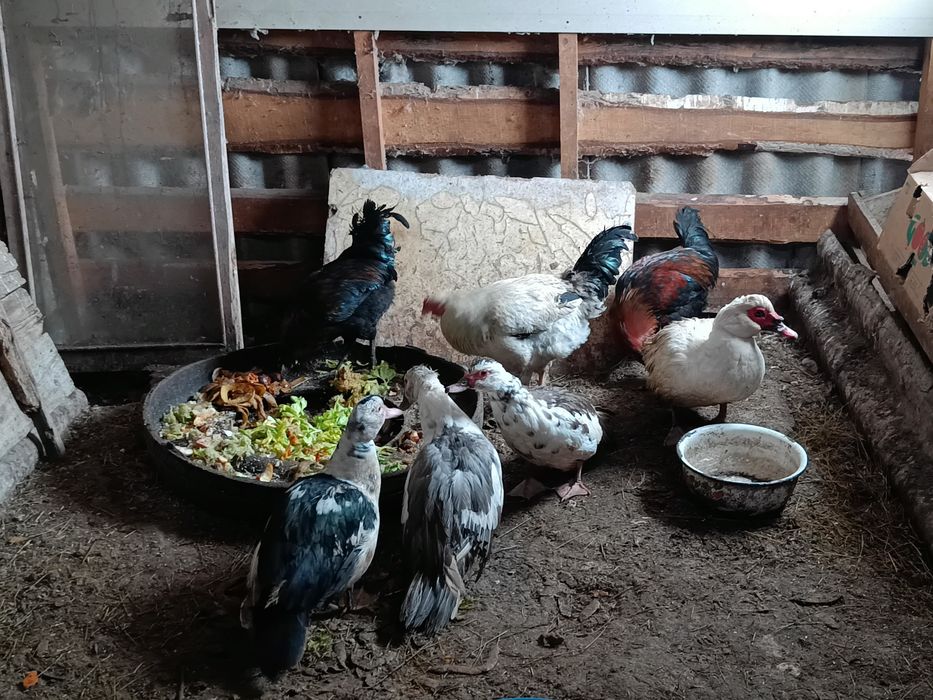 Әтештер сатылады 5000 Адлер, кучин