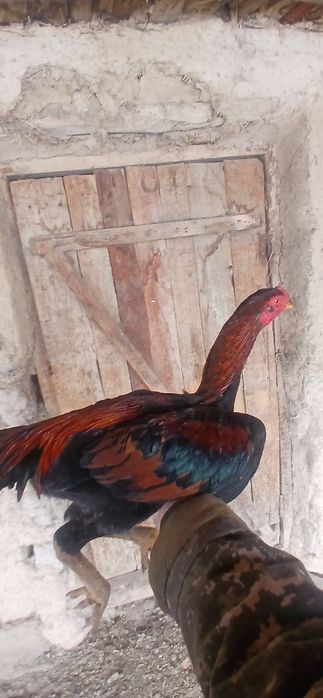 Дакан қораз құйма