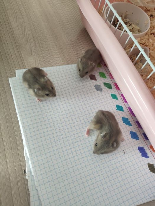 Продам джунгарских хомяков