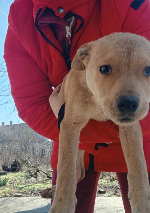 Кученца,смеска между стаф и боксер.