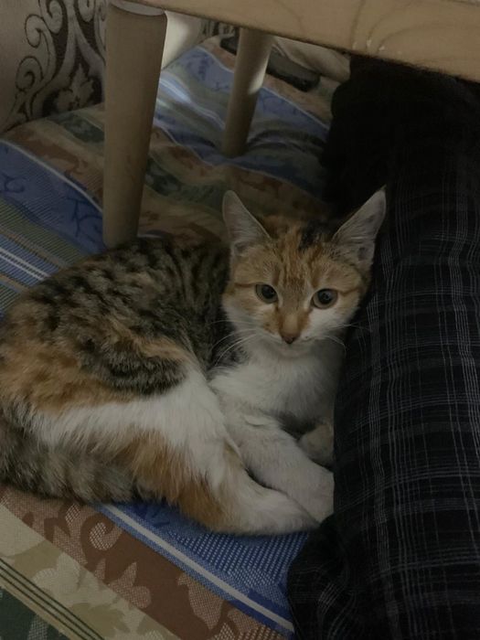 Отдам в добрые руки молодую кошку