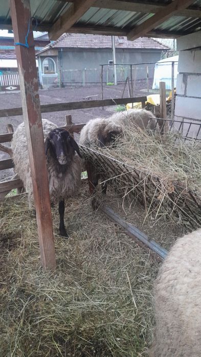 De vanzare oaie carabaşă