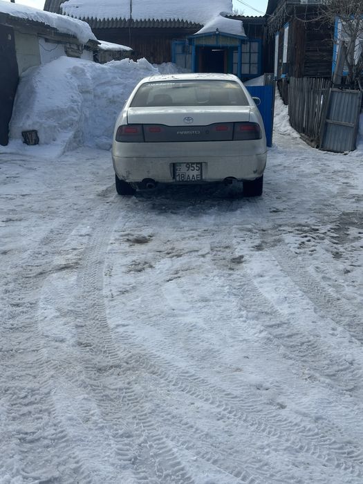 Пртдам. Таета аристо