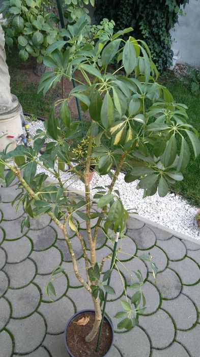 Pom tropical și tuia smarald