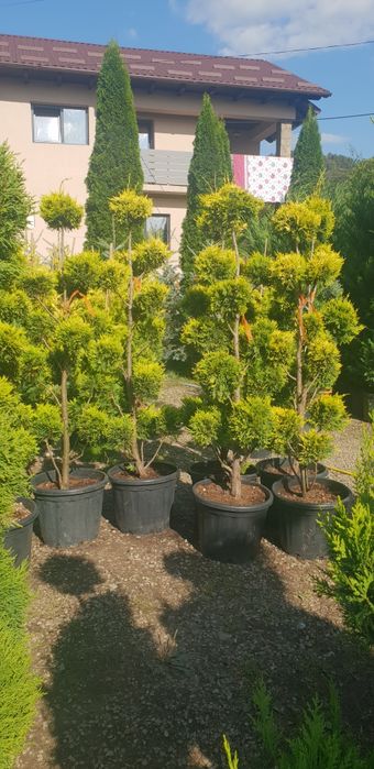 Pon pon si alte specii de plante ornamentale