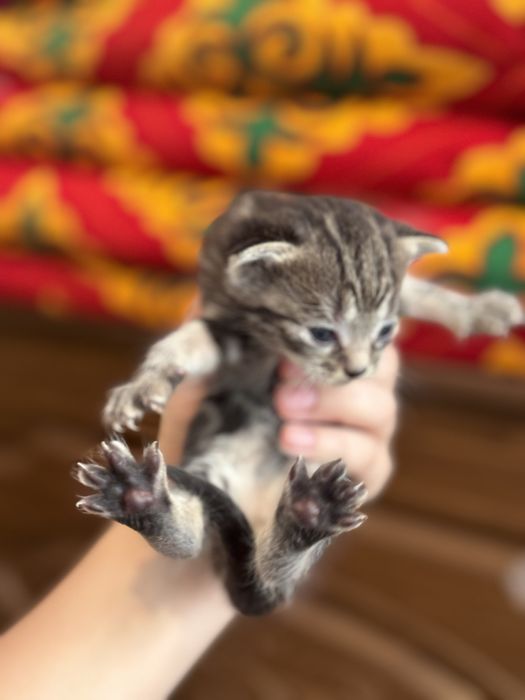 Котята британцы бронь