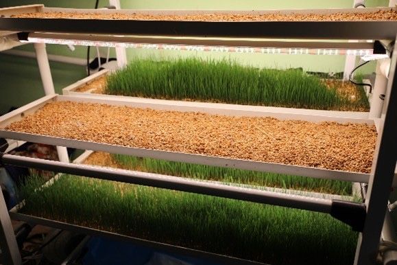 Продаем зеленый корм гидропоника