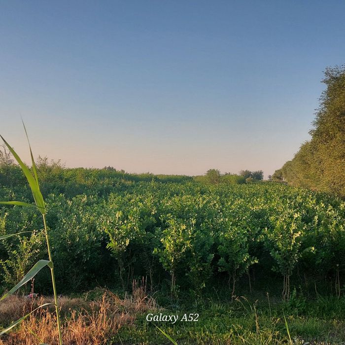 Sada qayrağoch kóchatlari sotiladi