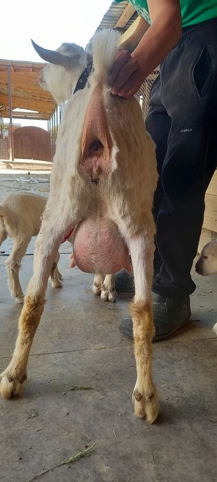 Орыс ешкы зааненски