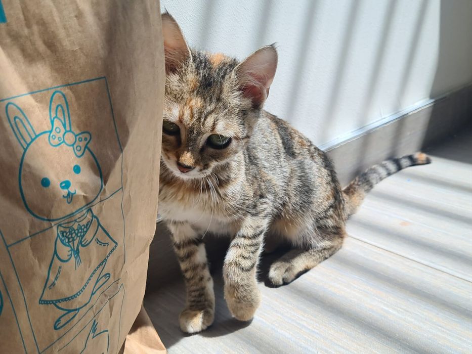 Шарено коте търси дом