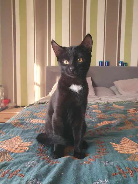 Căutăm o casă pentru doi frați de nedespărțiti Sofia si Jinxi
O fetiț