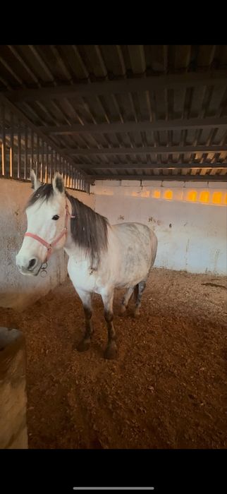 Продам Кабылу 5 лет