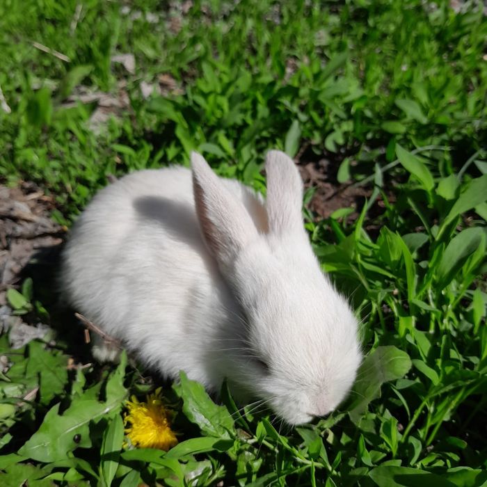 Декоративные  кролики