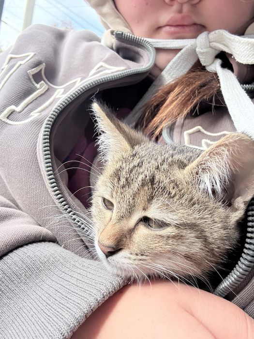 Отдаю котенка маленького