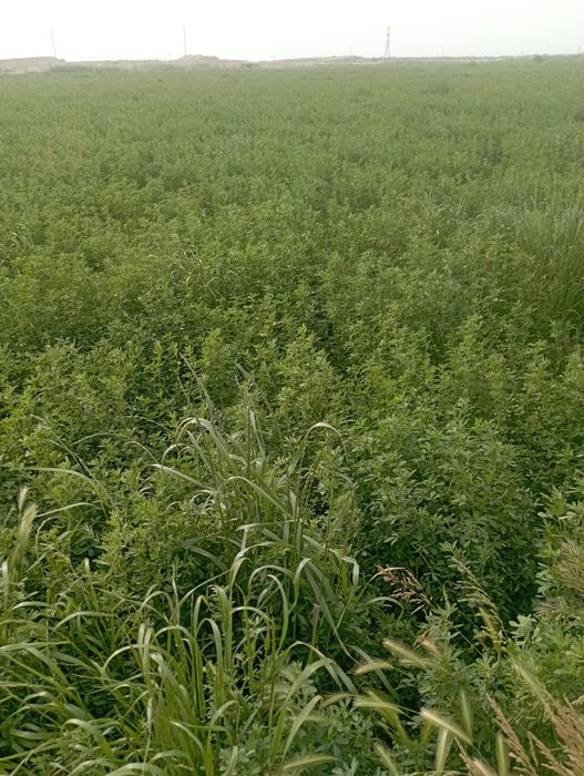 BDSM кеудесін ілу туралы бейне