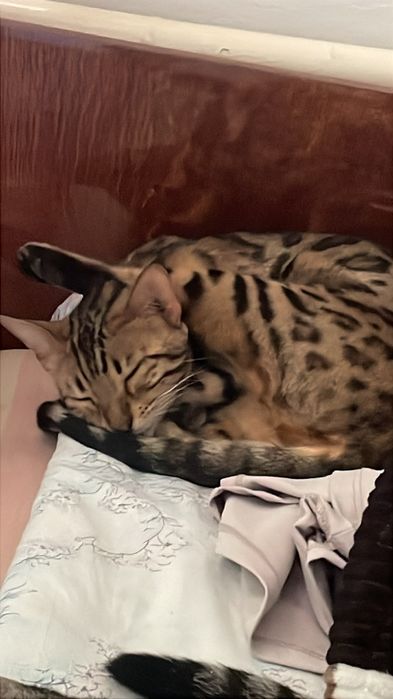 Отдам в добрые руки кошечку